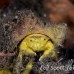 crab_sponge_shr_tam_h_0017_bal6390.jpg